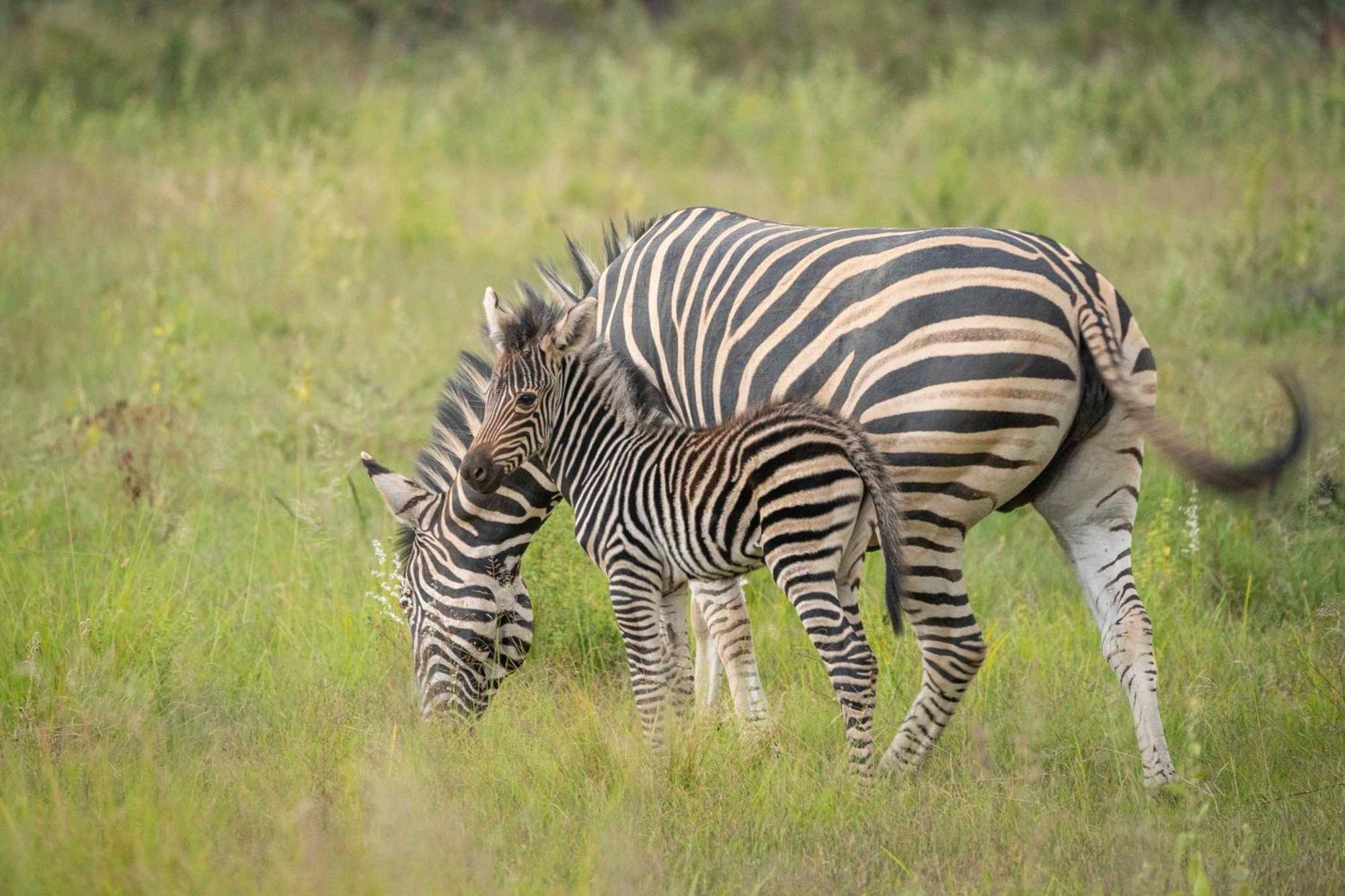 Tshwene Lodge Vaalwater Exteriör bild