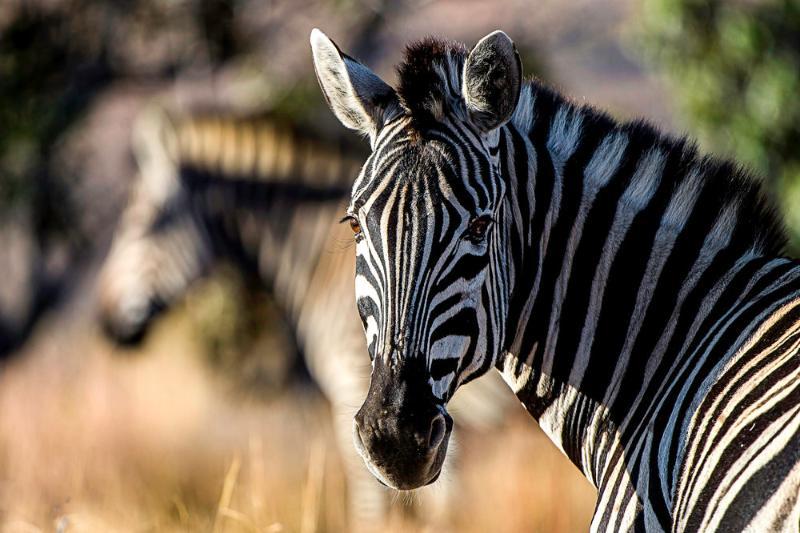 Tshwene Lodge Vaalwater Exteriör bild