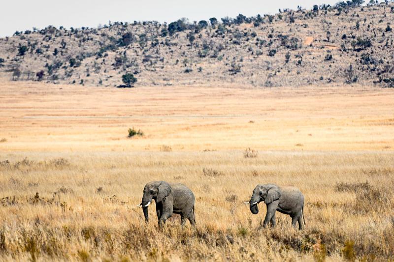 Tshwene Lodge Vaalwater Exteriör bild