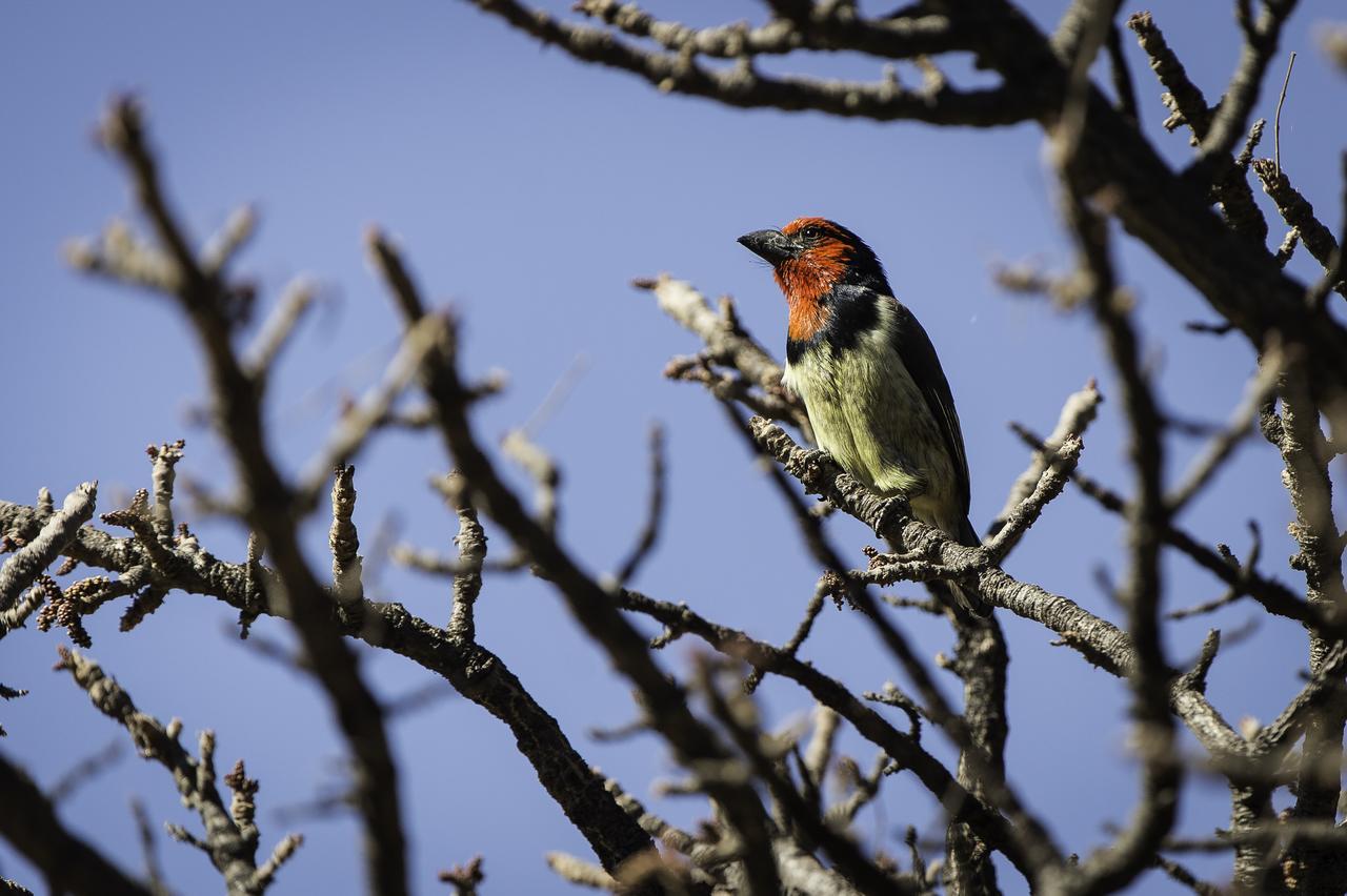 Tshwene Lodge Vaalwater Exteriör bild