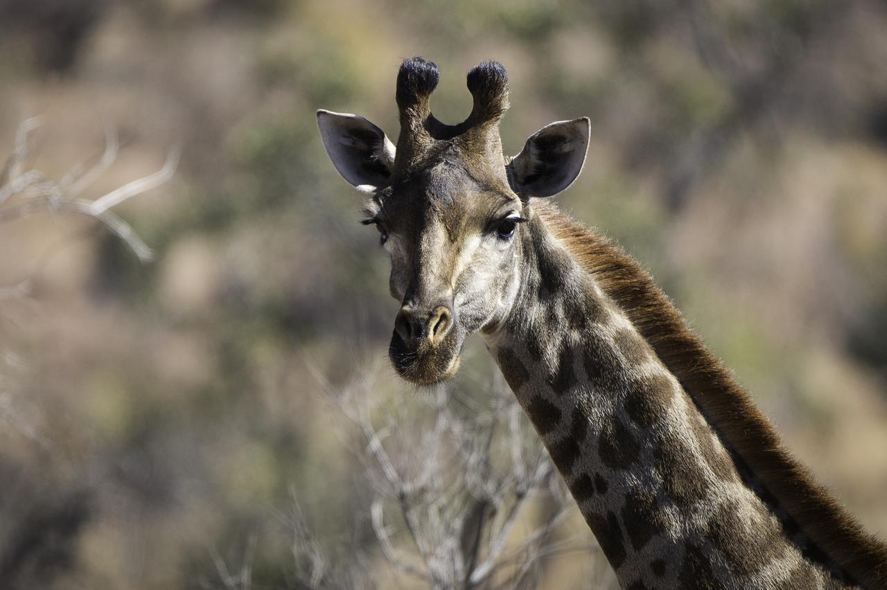 Tshwene Lodge Vaalwater Exteriör bild